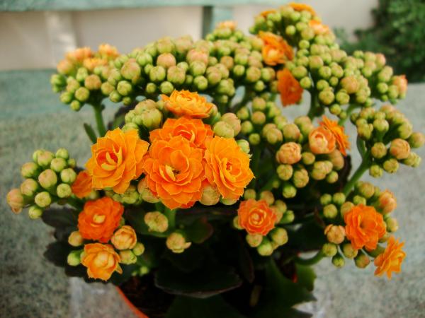 Оранжевые соцветия каланхоэ