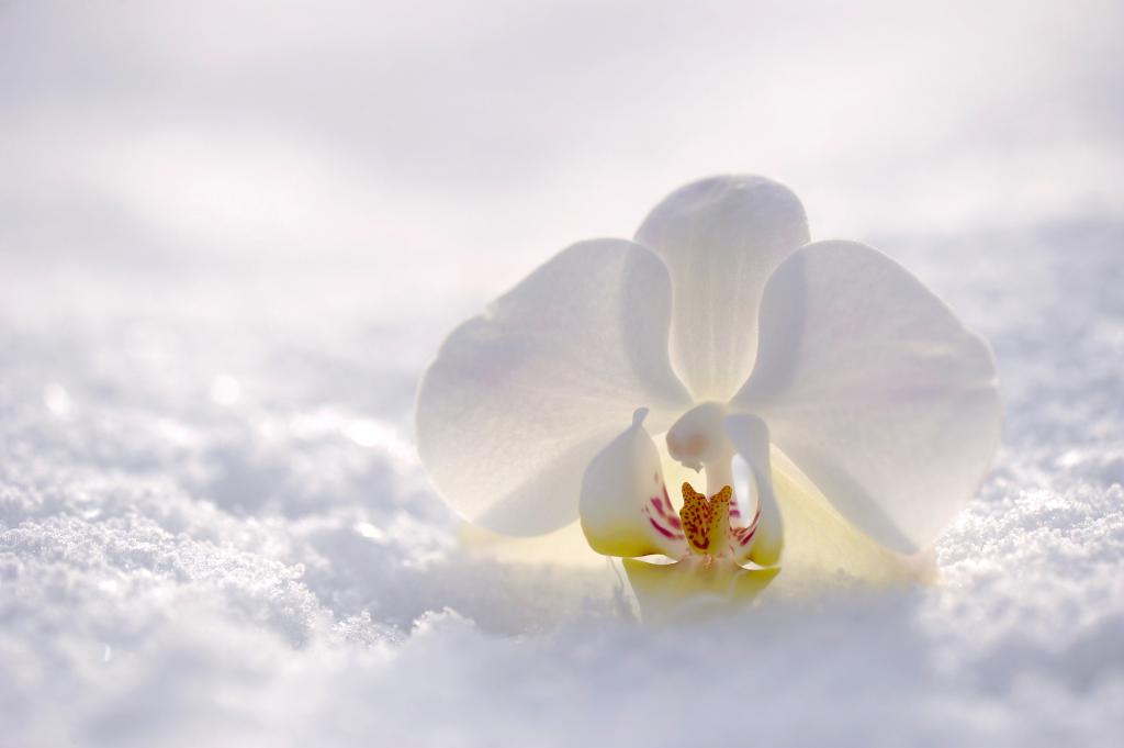 орхидея в снегу
