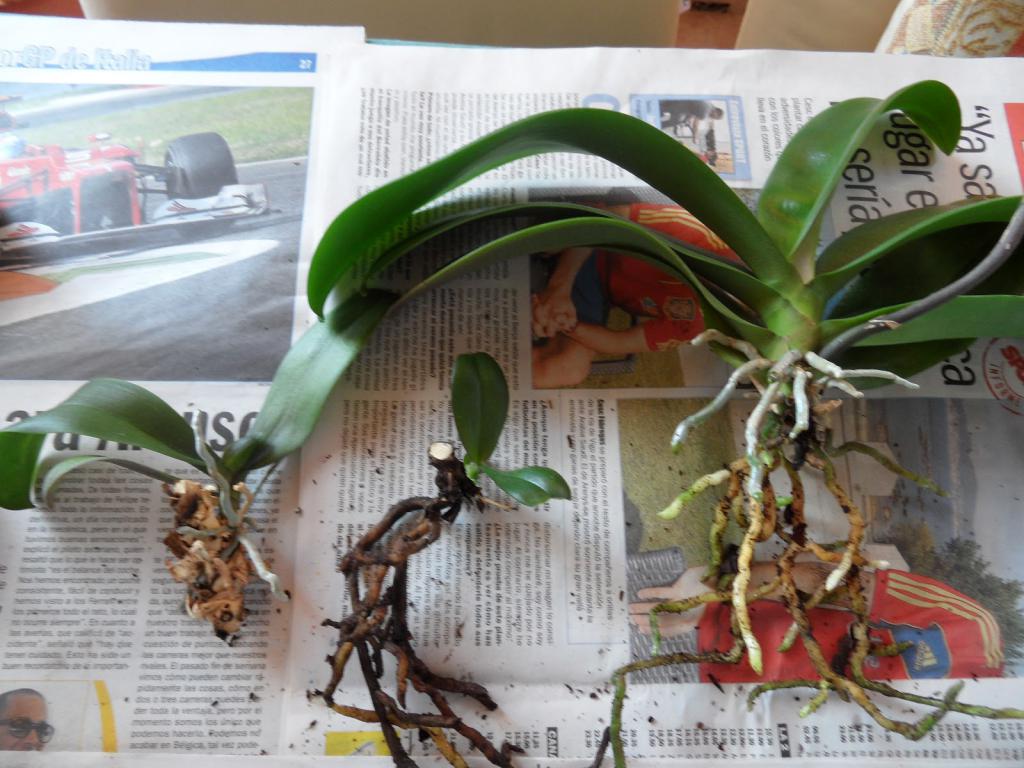 Освобожденные корни орхидей