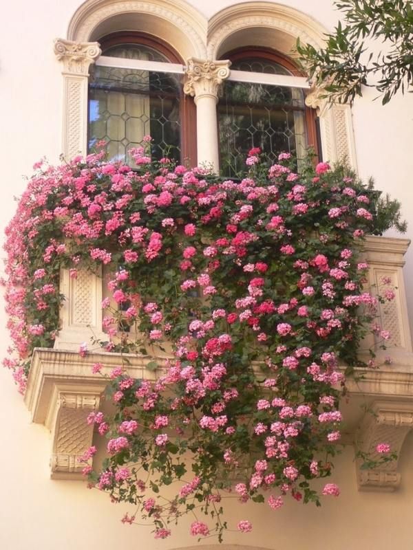 Какие цветы на балконе