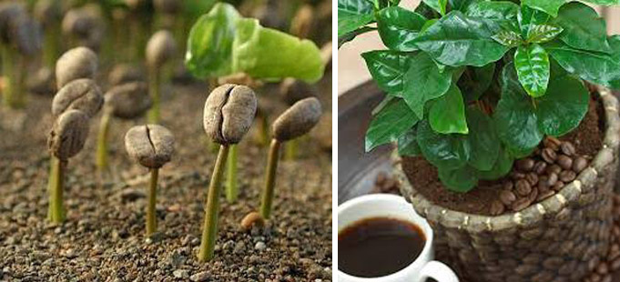 Кофе из семян