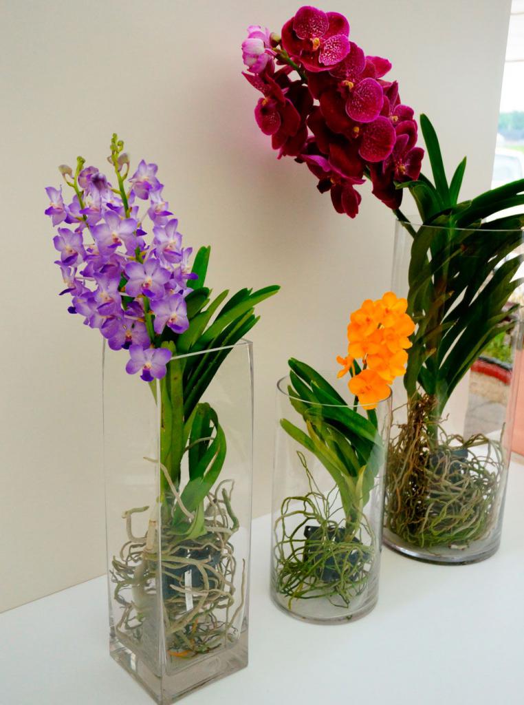 как часто пересаживать орхидею в домашних условиях