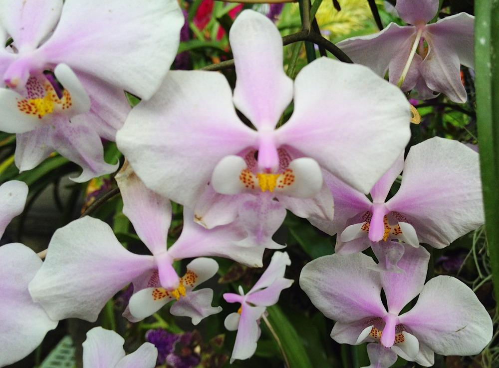 орхидея Шиллера