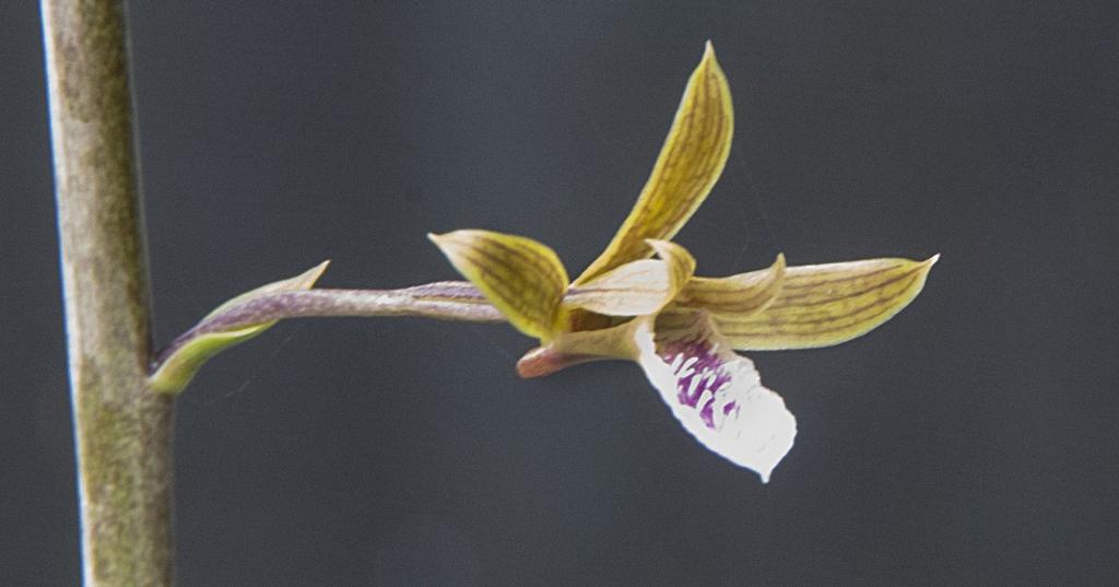 Точка роста орхидеи