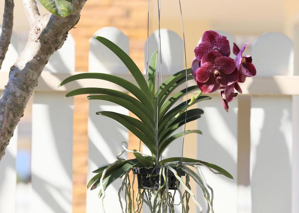 Орхидея готова к размножению