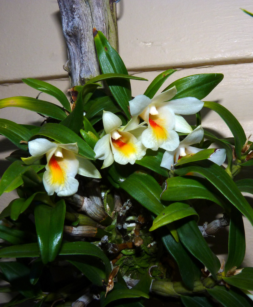 орхидея кристи