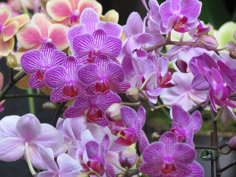 орхидеи домашний уход