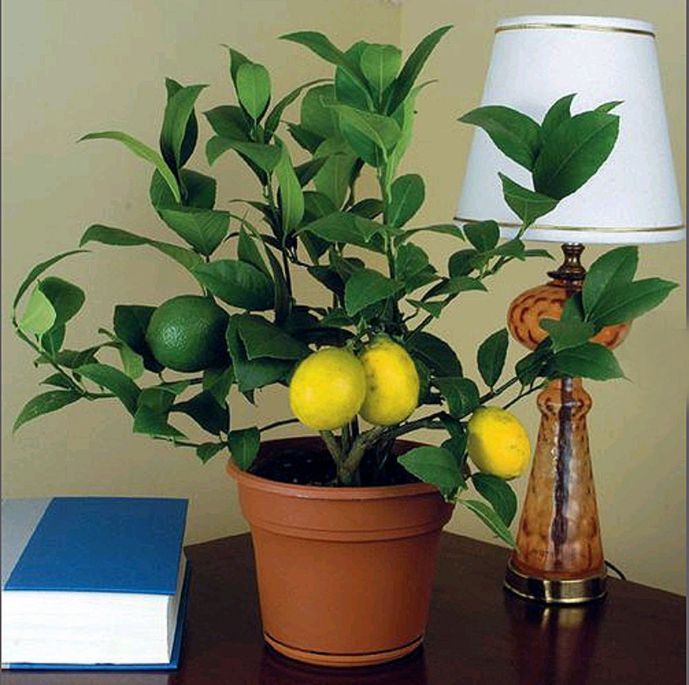 Лимонное дерево уход в домашних условиях отзывы