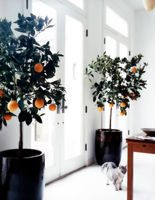 мандариновое дерево в домашних условиях уход