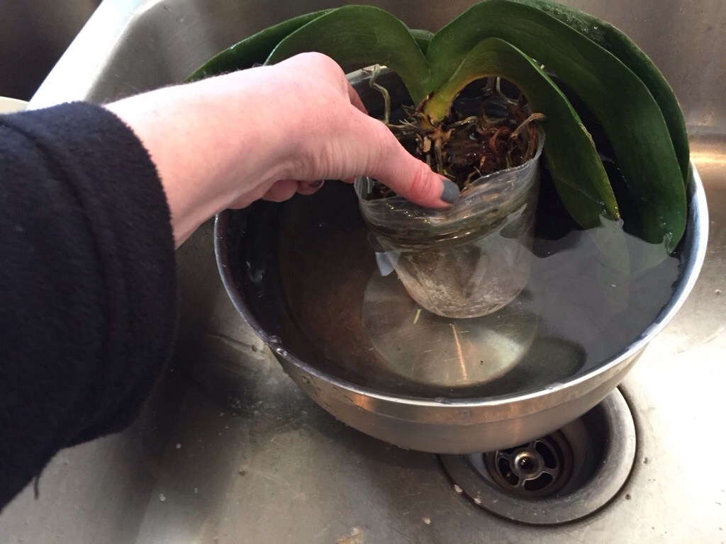 Промывать орхидею
