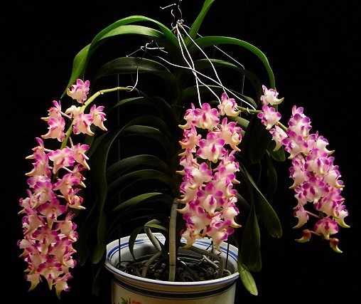 Орхидея цветок уход