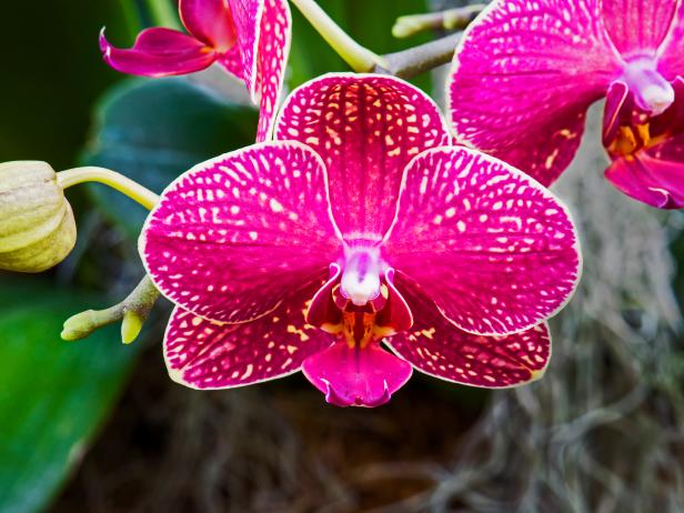 как оживить орхидею