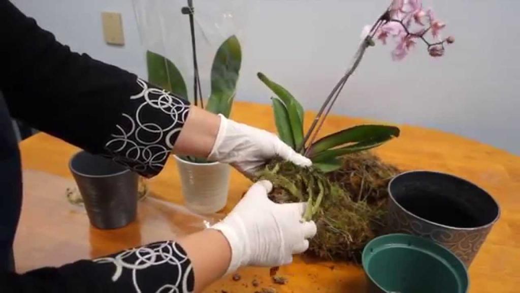 как реанимировать орхидею опали все листья