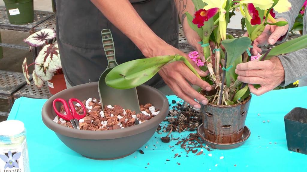 пересадка орхидеи в домашних условиях пошагово