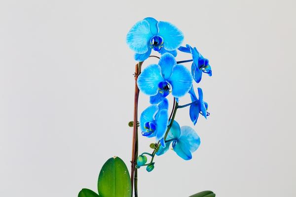 Бывают ли синие орхидеи в природе