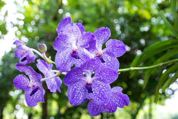 Орхидея голубая