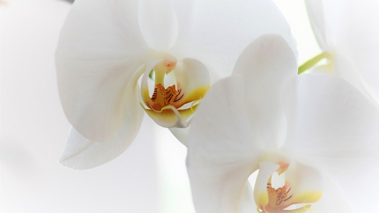 Синяя орхидея крашеная или натуральная