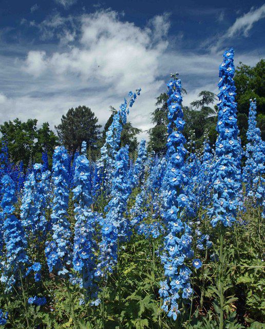 Бывают ли орхидеи синего цвета?