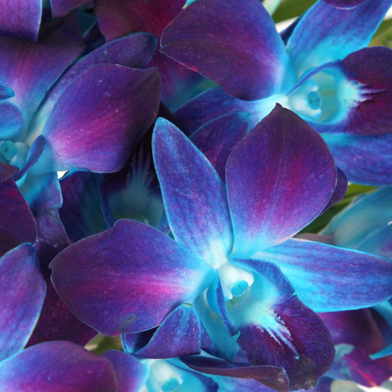 Чем поливать орхидею, чтобы она стала синей?