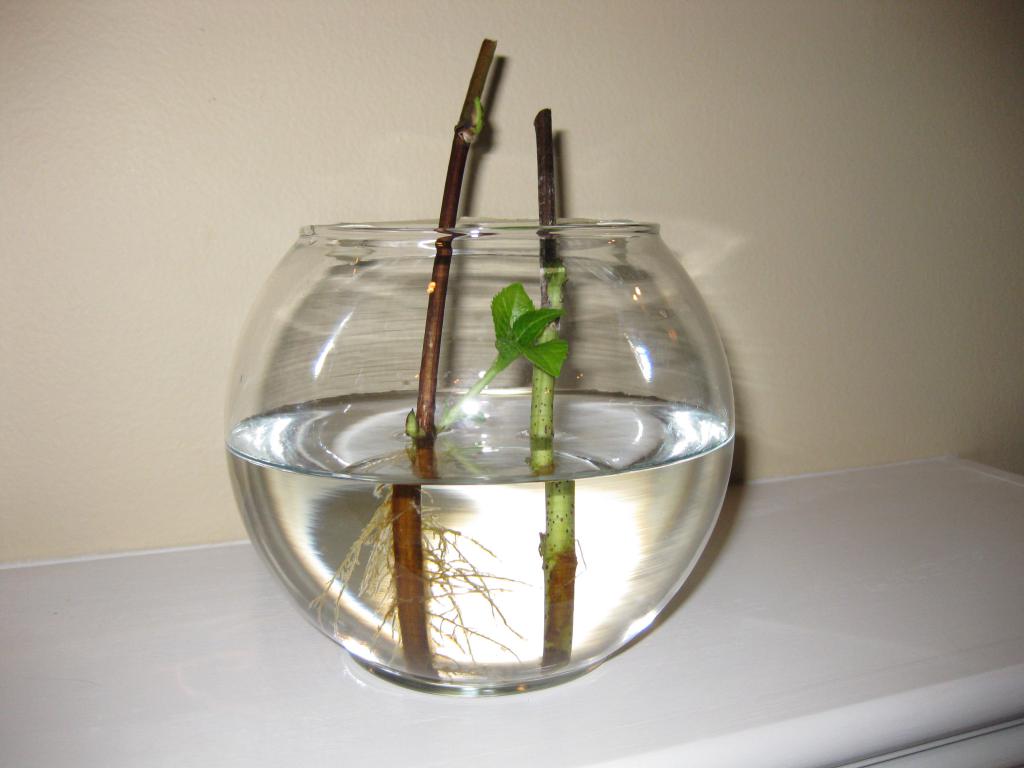 выращивание черенков в воде