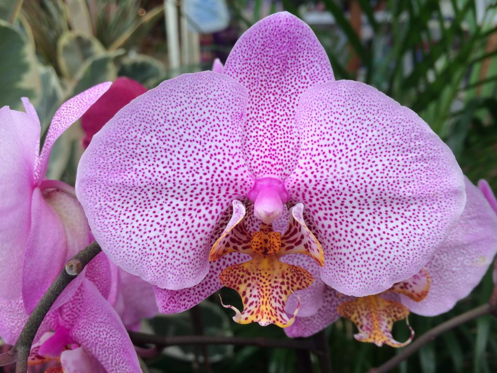 Цветы орхидея как ухаживать в домашних условиях