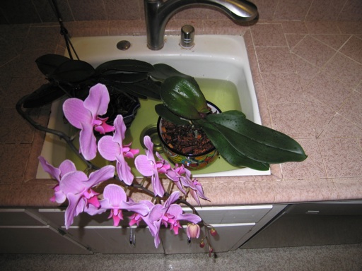 Орхидея в горшке уход в домашних условиях