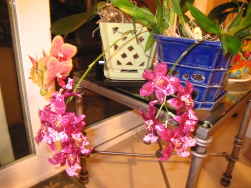 Орхидея цветок уход в домашних условиях