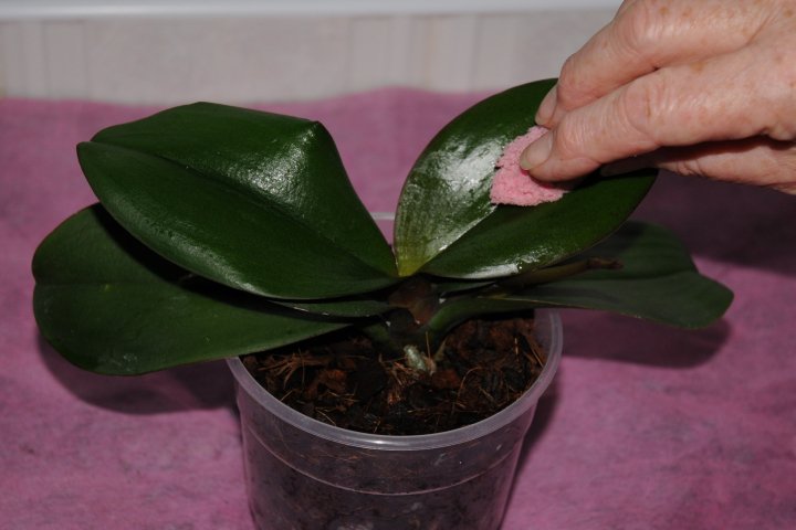 Уход за орхидеями в горшке в домашних