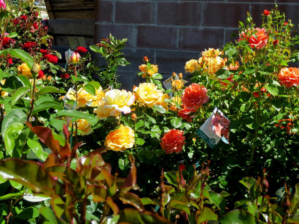 как ухаживать за розами плетистыми в саду