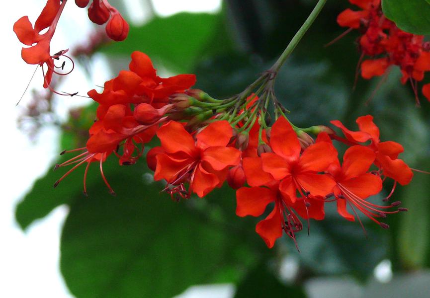 Красные цветки клероденрума