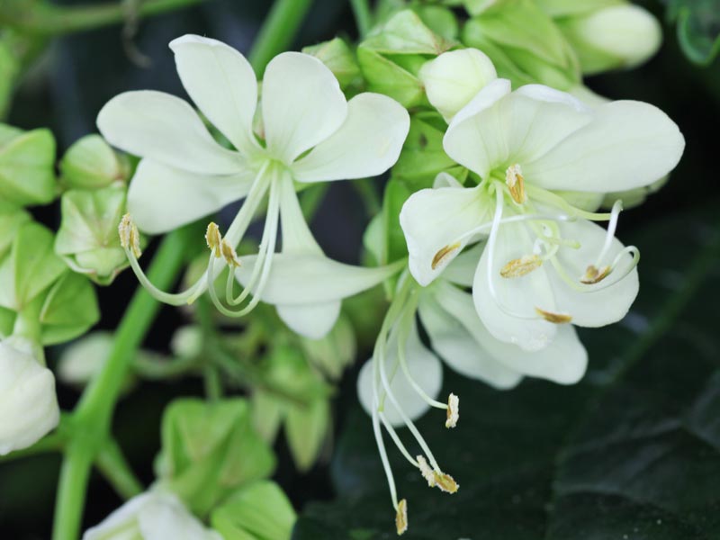 Белые цветки клеродендрума