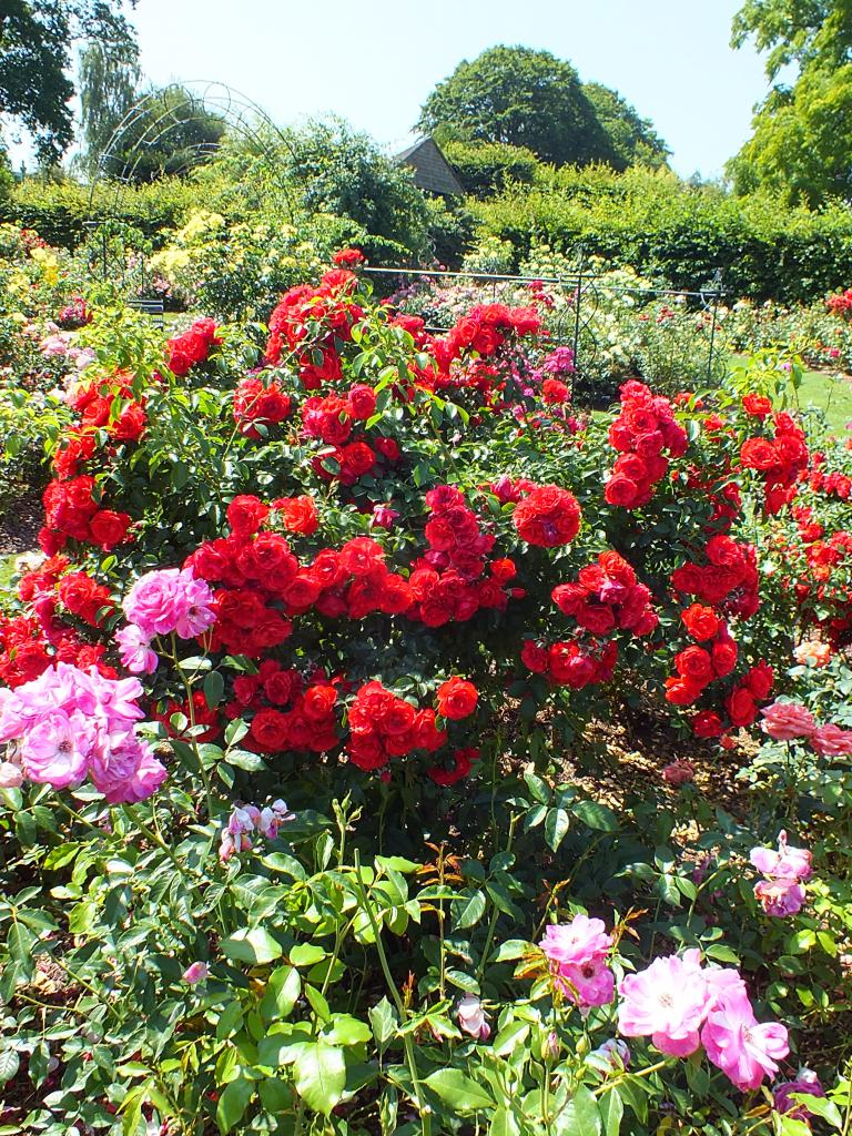 Парковые розы на садовом участке