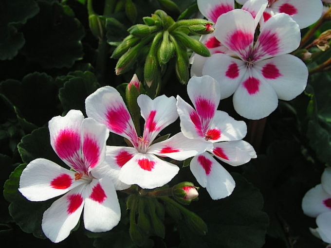 Белые цветки герани