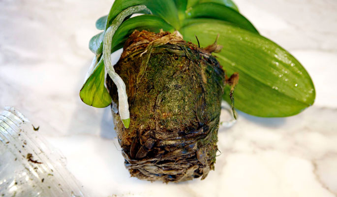 Пересадка фаленопсиса орхидеи