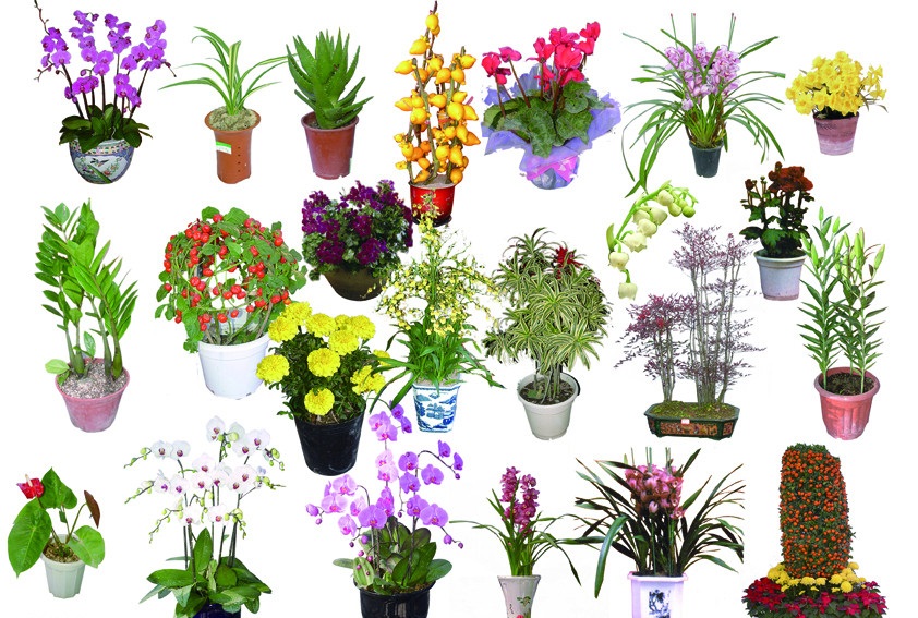 Цветущие Ампельные Комнатные Растения Фото