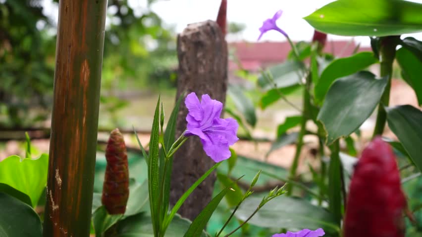 Пурпурный цветок туберозы