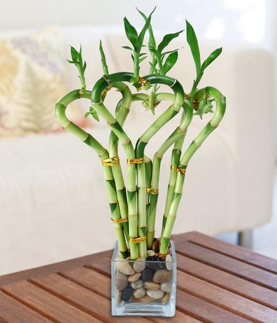 Как растет бамбук в домашних условиях