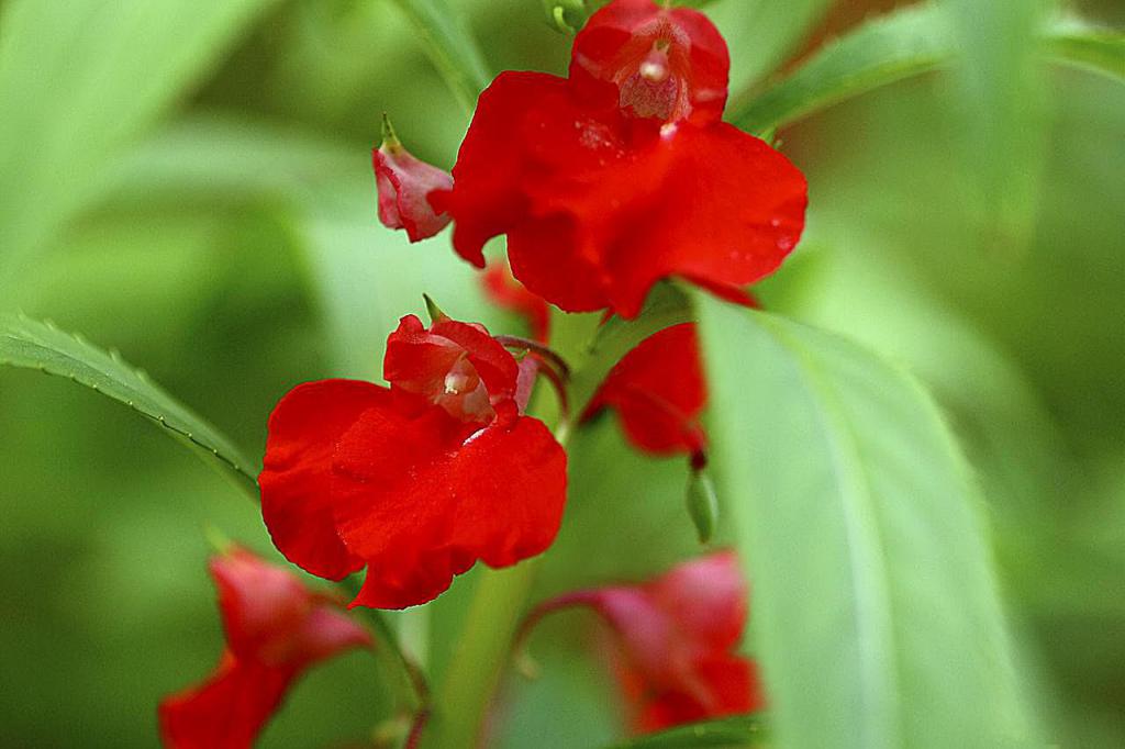 Красный цветок бальзамина.