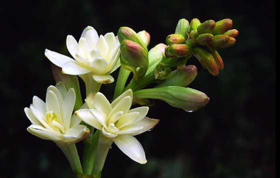 тубероза цветок фото