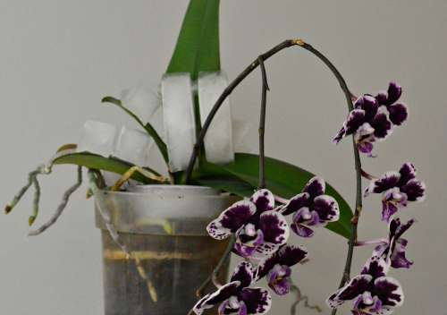 как поливать орхидею фаленопсис