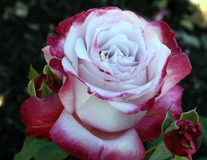 Многоцветковые сорта Гру розы
