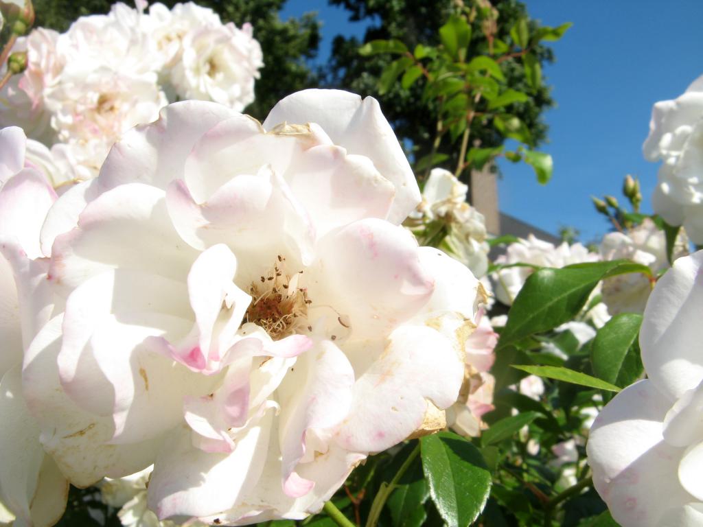 Сорт розы Белоснежка
