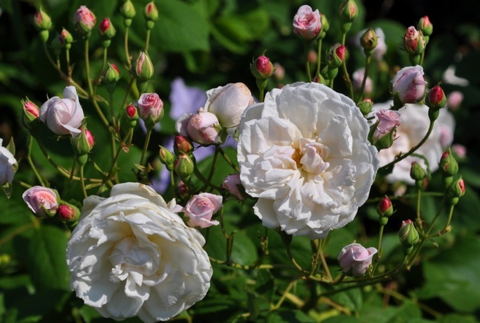 Белая роза Балтимор