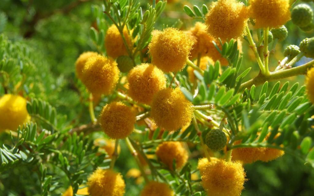 мимоза желтая цветок
