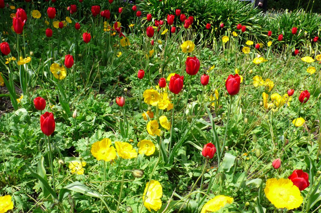 Желтые анемоны на фоне красных тюльпанов.