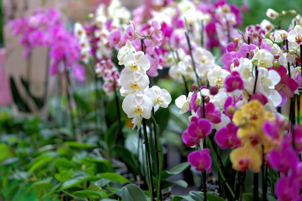 орхидеи в саду