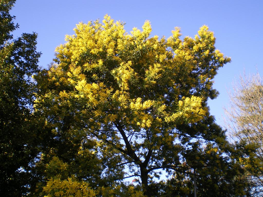 мимоза желтая дерево