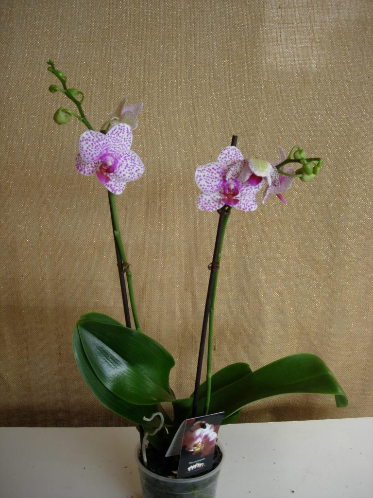 Орхидея из рода фаленопсис