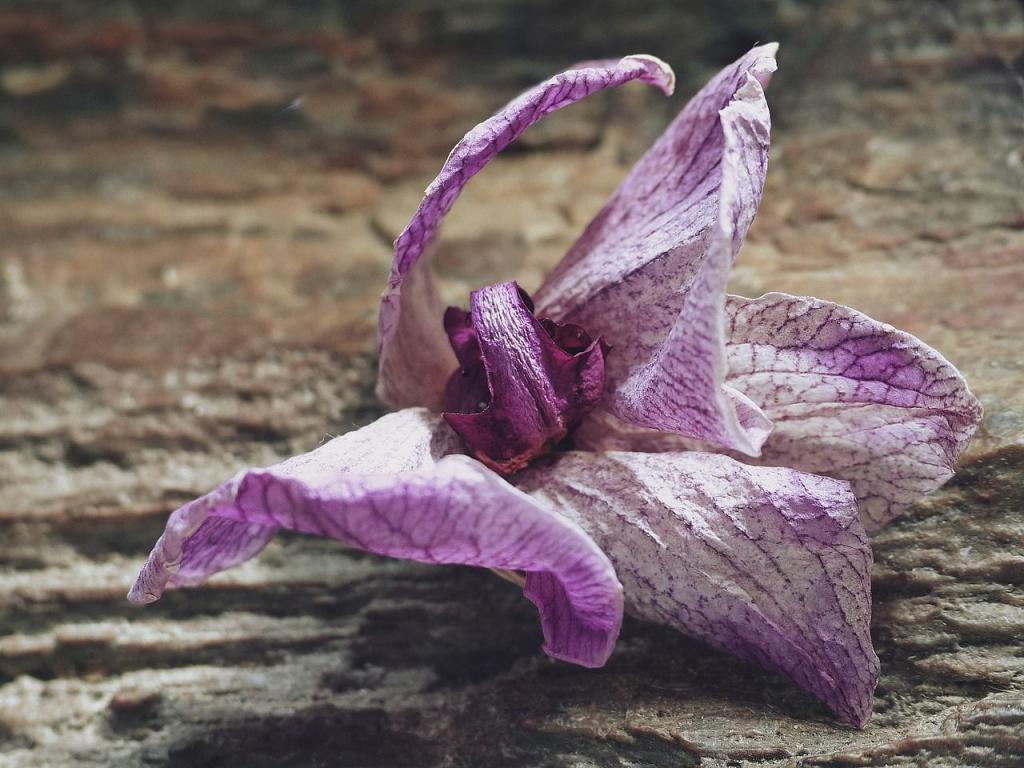Опавший цветок орхидеи