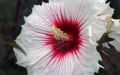 Гибискус  цветок смерти описание фото